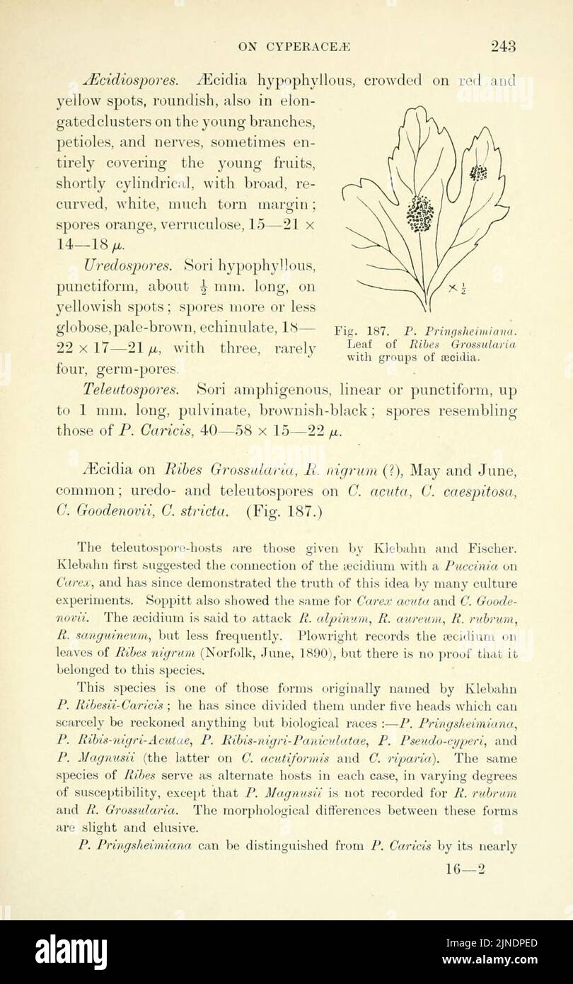 The British rust fungi (Uredinales) (Page 243) Stock Photo