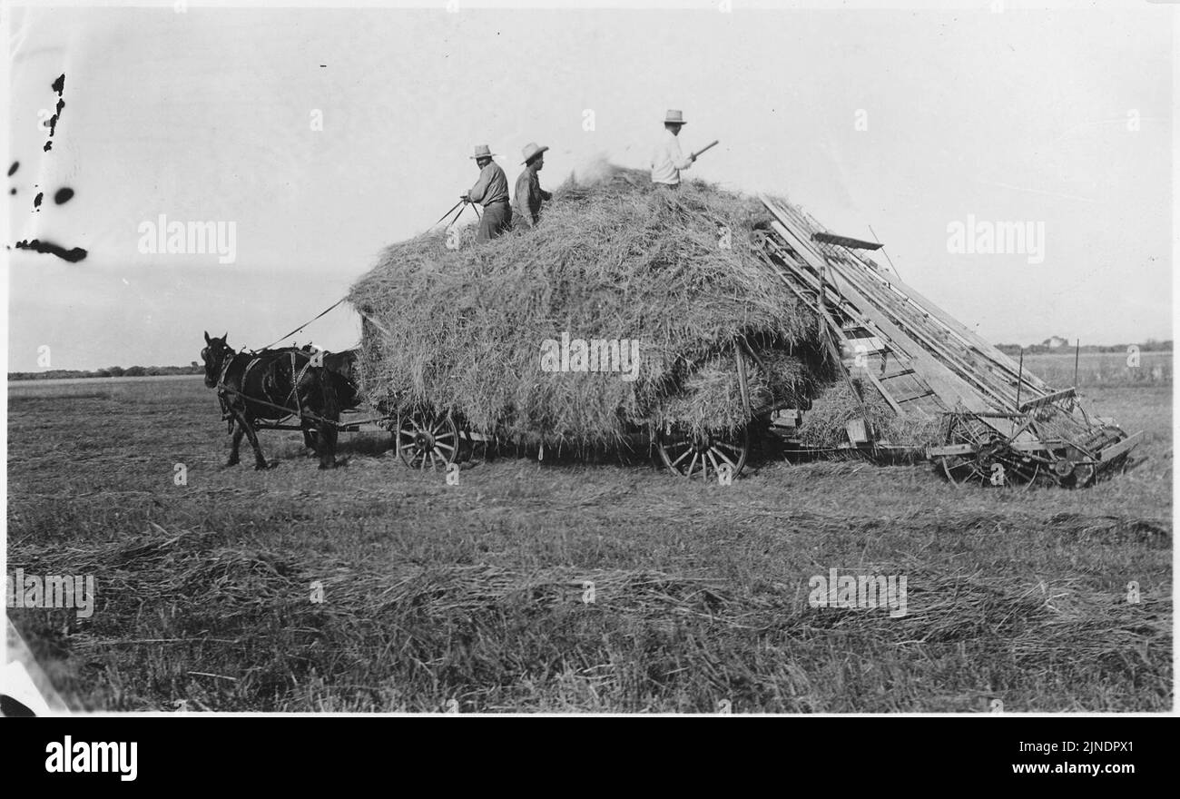 The Broncho boys, largest cattle outfit on reservation, put up a lot of hay with a little effort. Fort Hall Bottoms. Stock Photo