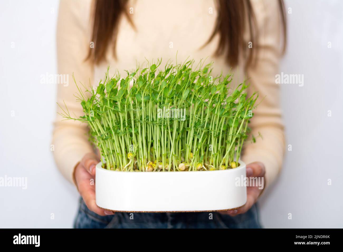 Woman holding organic peas microgreen sprouts. The concept of healthy eating and organic food Stock Photo