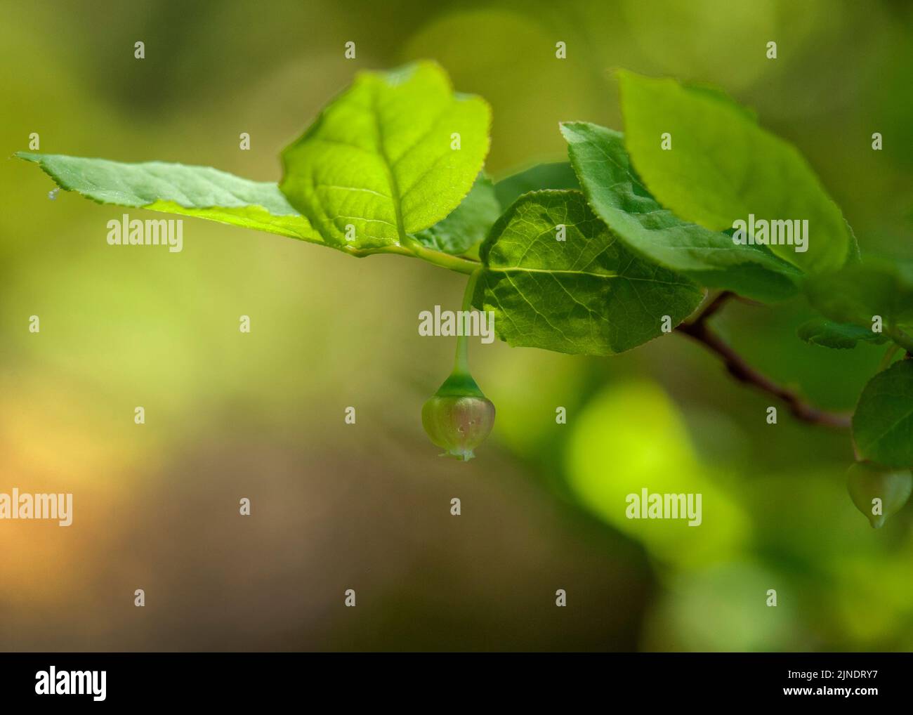 A huckleberry (Vaccinium membranaceum) blossom in the process of becoming a berry. Stock Photo