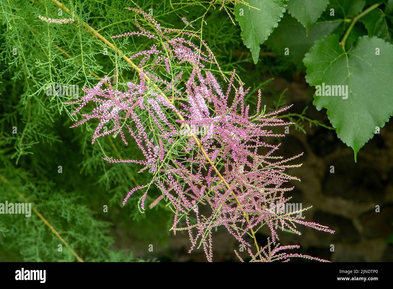 Tamarix parviflora, Tamarisk Stock Photo