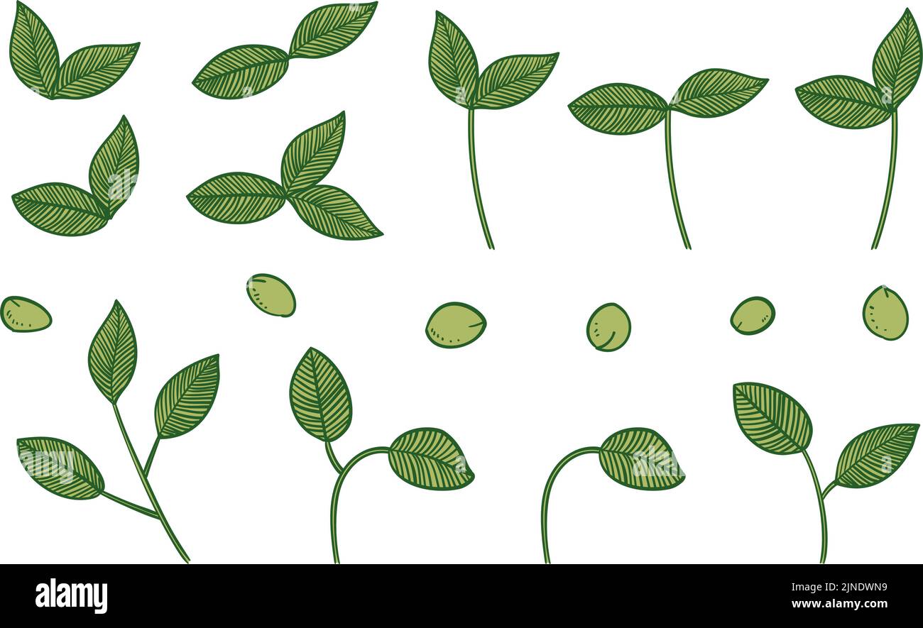 Botanical Illustrations Leaves Veins Fruits Stock Vector Image Art 