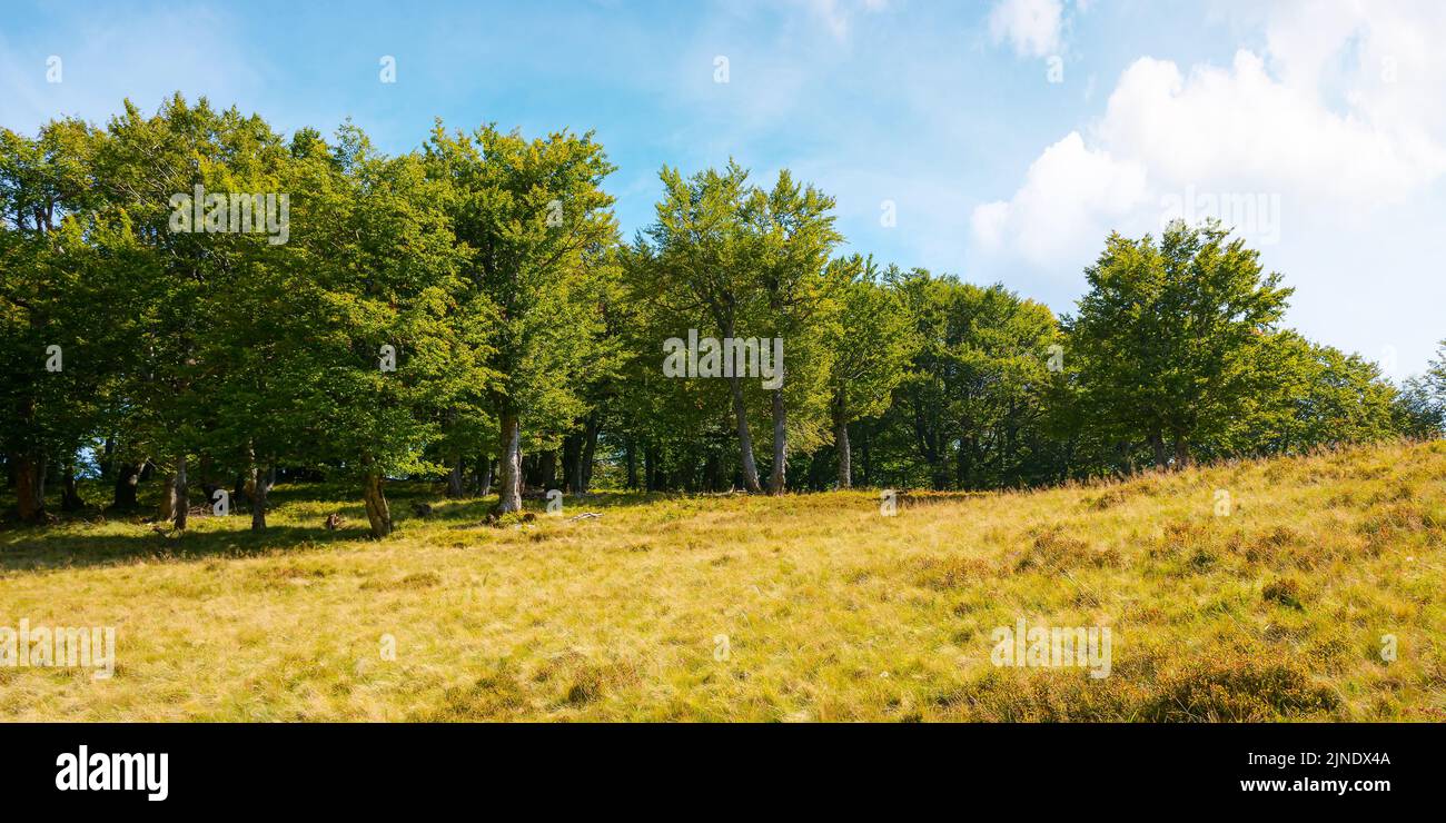 beech forest on a steep grassy hill. nature scenery on a sunny autumn day Stock Photo