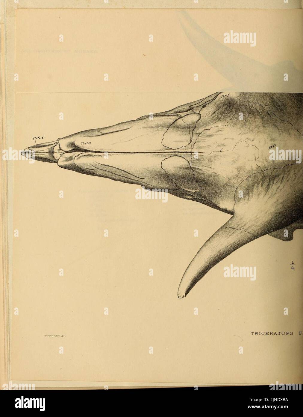 The Ceratopsia (Plate XLV) Stock Photo