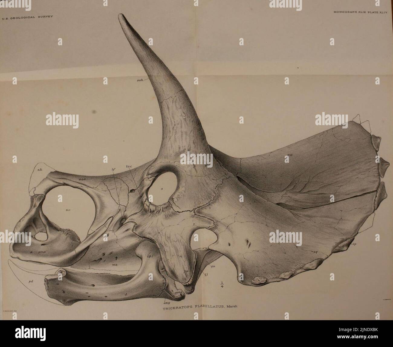 The Ceratopsia (Plate XLIV) Stock Photo