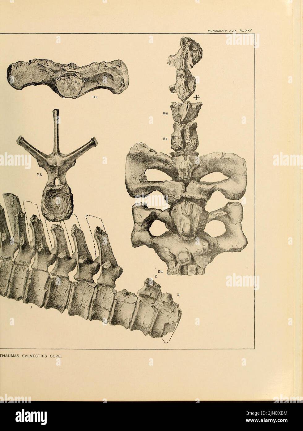 The Ceratopsia (Plate XXV) Stock Photo