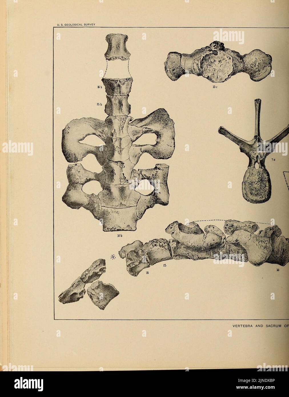 The Ceratopsia (Plate XXV) Stock Photo