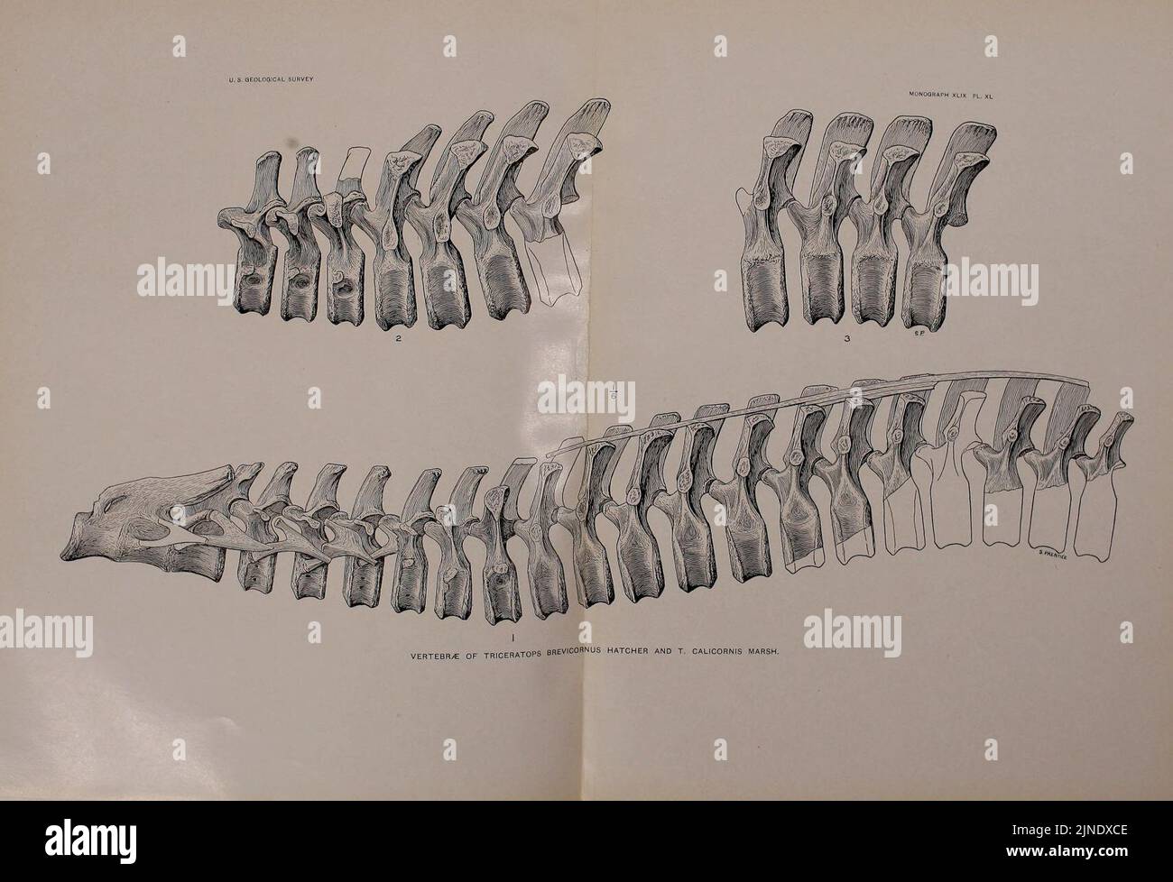 The Ceratopsia (Plate XL) Stock Photo