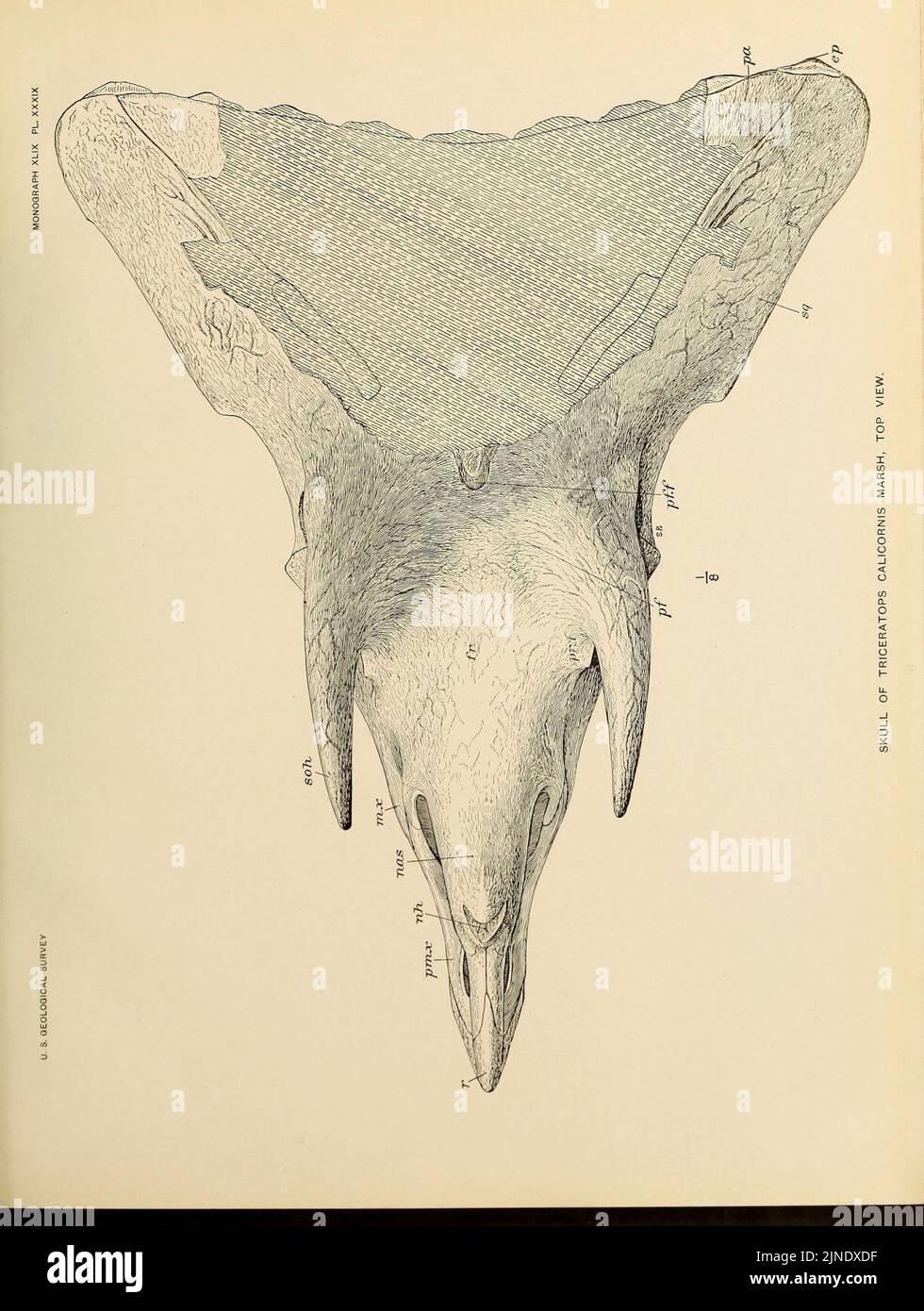 The Ceratopsia (Plate XXXIX) Stock Photo