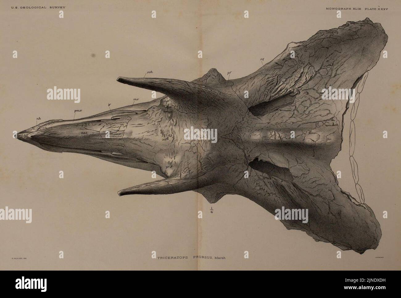 The Ceratopsia (Plate XXXV) Stock Photo