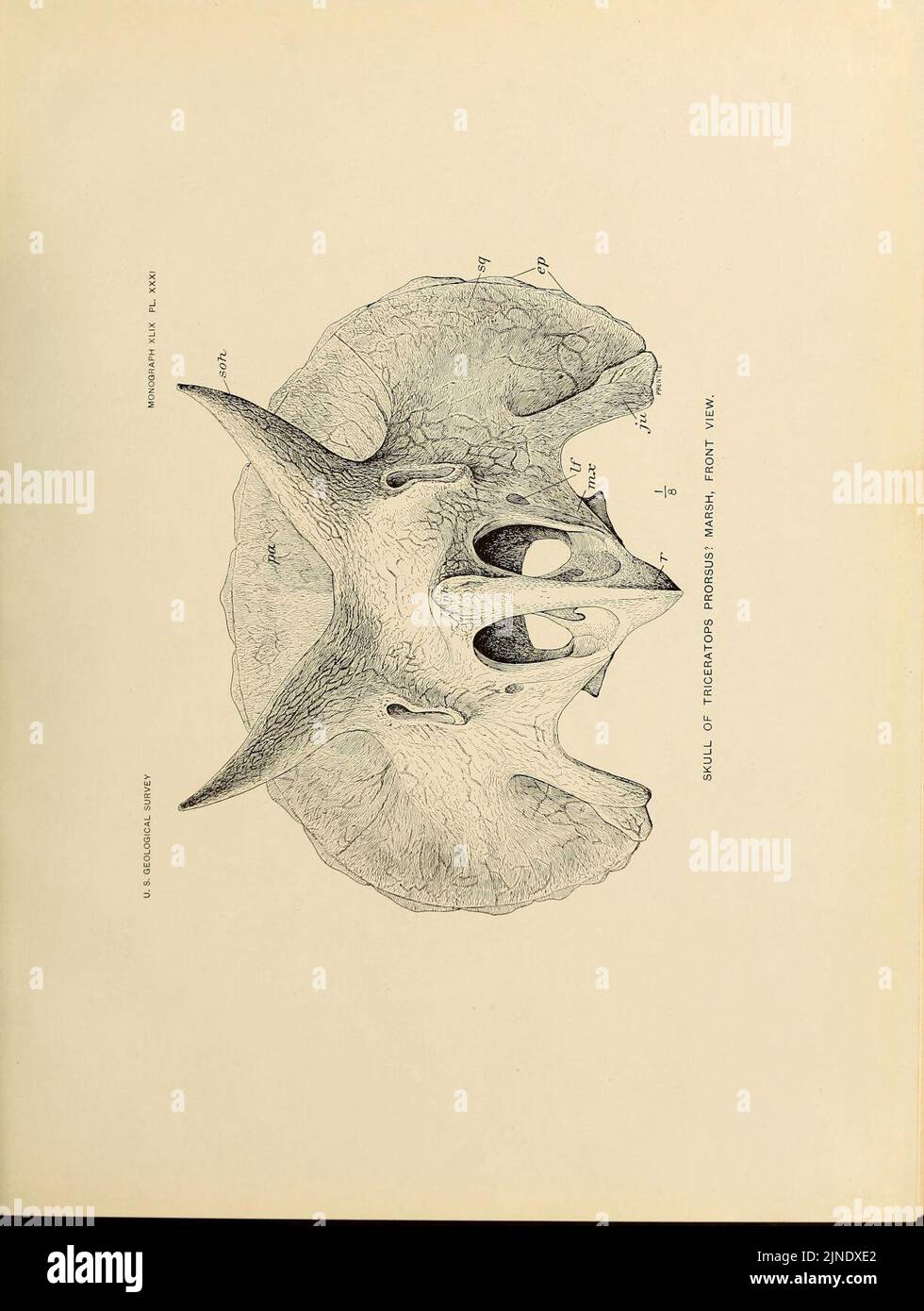 The Ceratopsia (Plate XXXI) Stock Photo