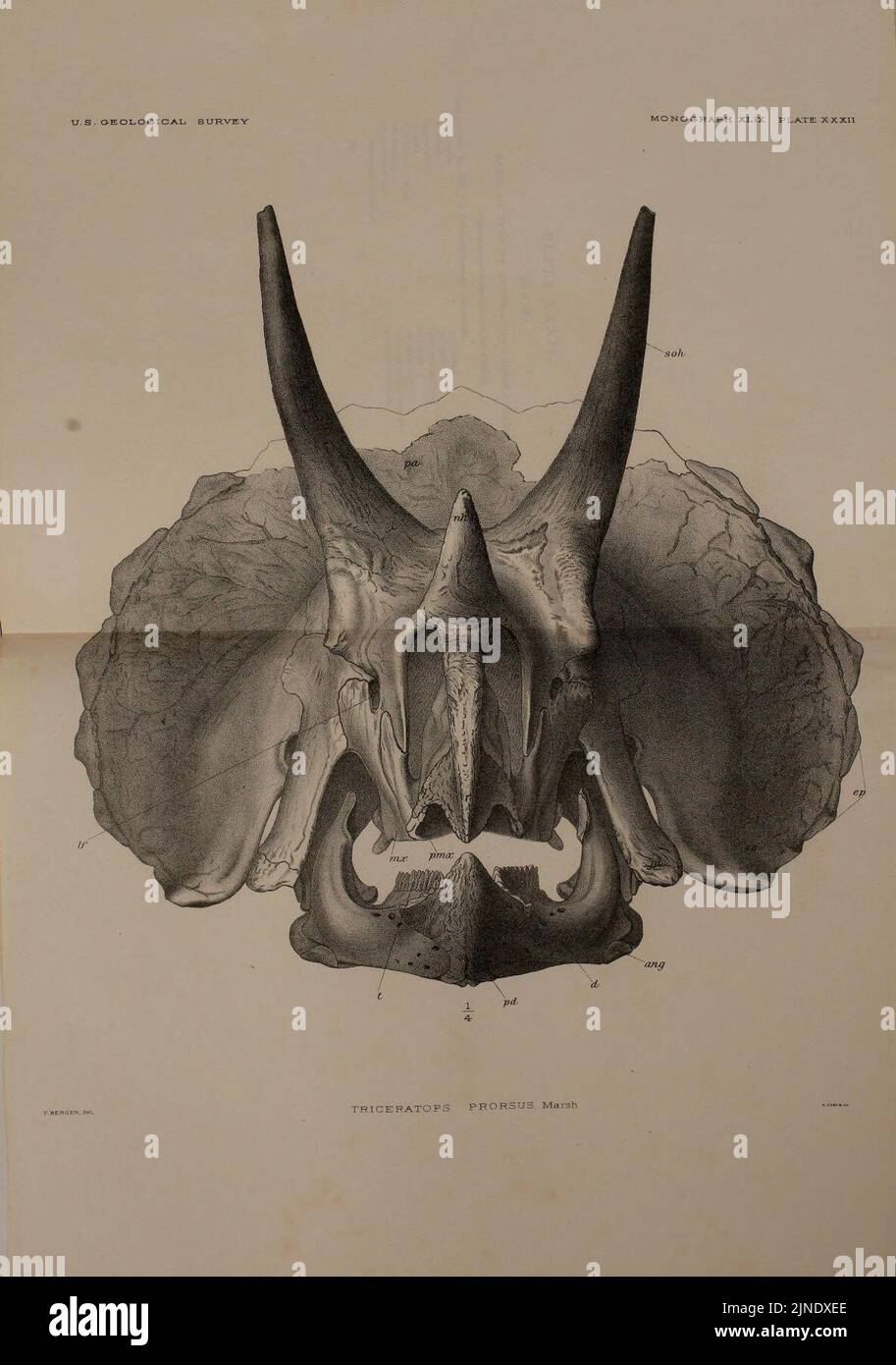 The Ceratopsia (Plate XXXII) Stock Photo