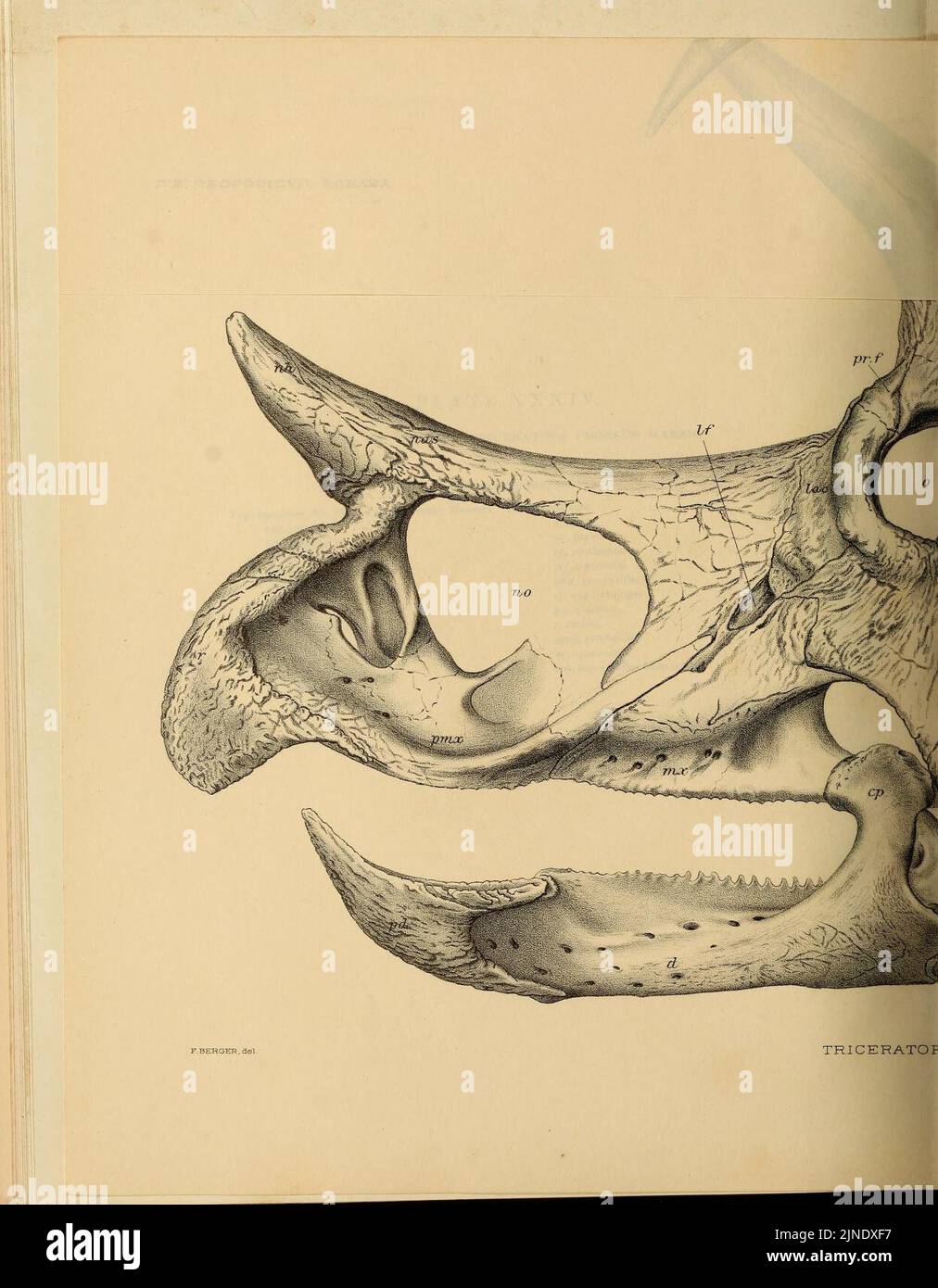 The Ceratopsia (Plate XXXIV) Stock Photo