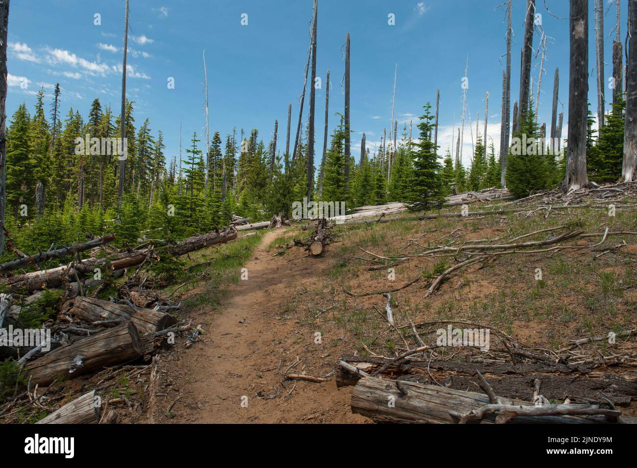 The Pacific Crest Trail at approx. mile 1933.2, 26 years after the Charlton Fire of 1996. Stock Photo