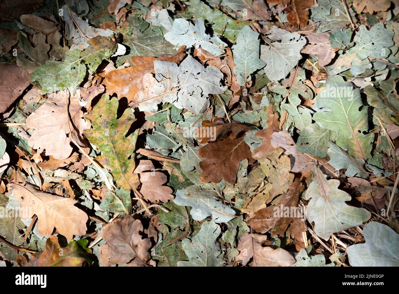 9 August 2022, London, UK - Green leaves dried from the sun and heat fallen from trees in the summer at Wanstead Flats during recent period of high temperatures Stock Photo