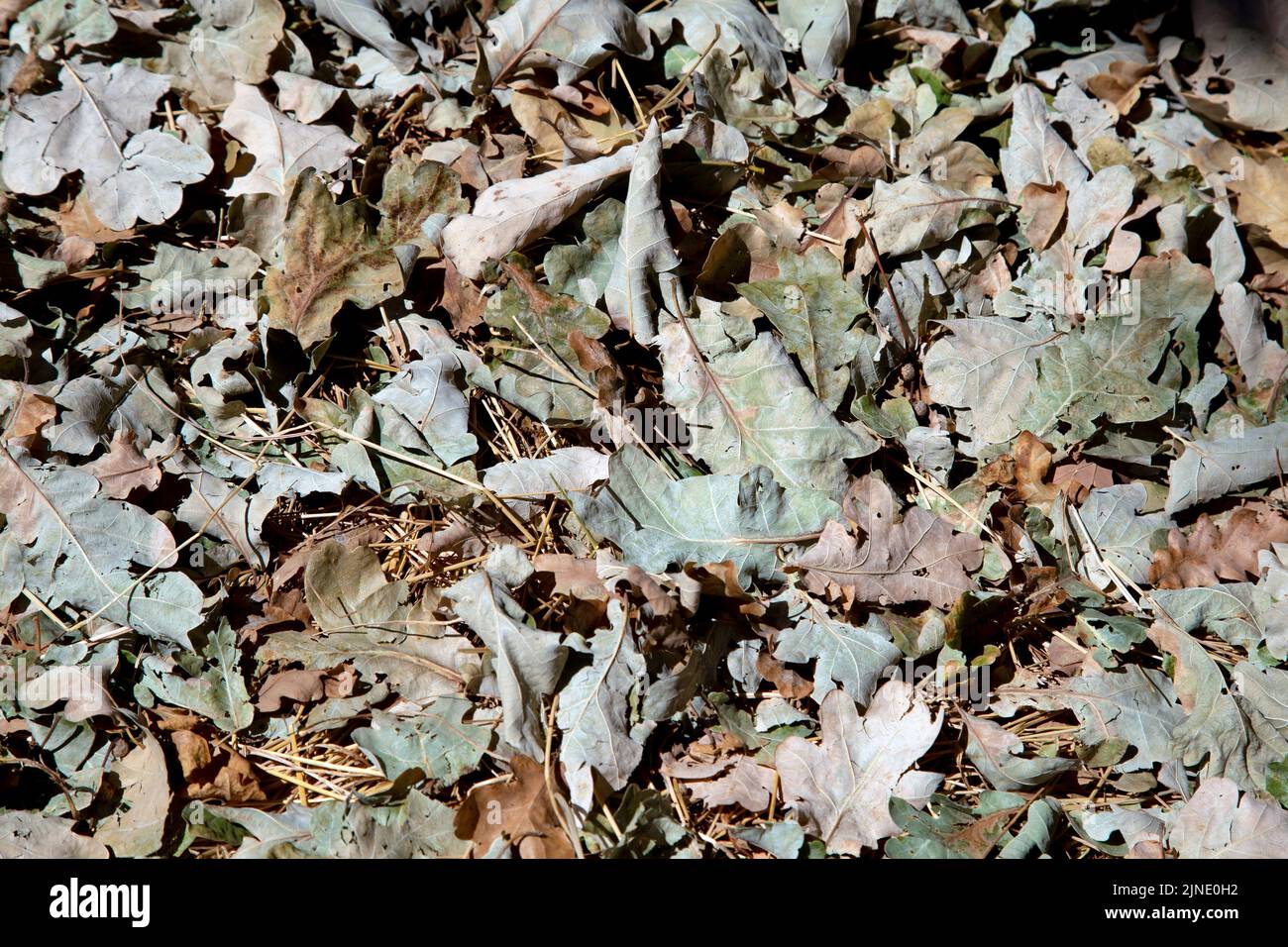 9 August 2022, London, UK - Green leaves dried from the sun and heat fallen from trees in the summer at Wanstead Flats during recent period of high temperatures Stock Photo