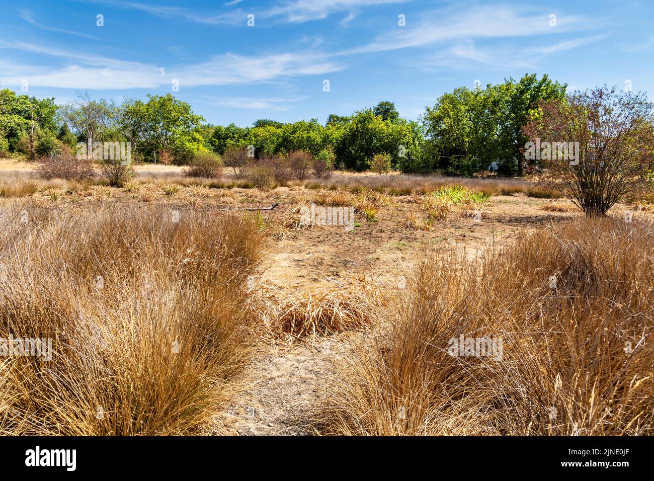 9 August 2022, London, UK - Dried up pond in Wanstead Flats after a series of high temperatures and heatwaves Stock Photo