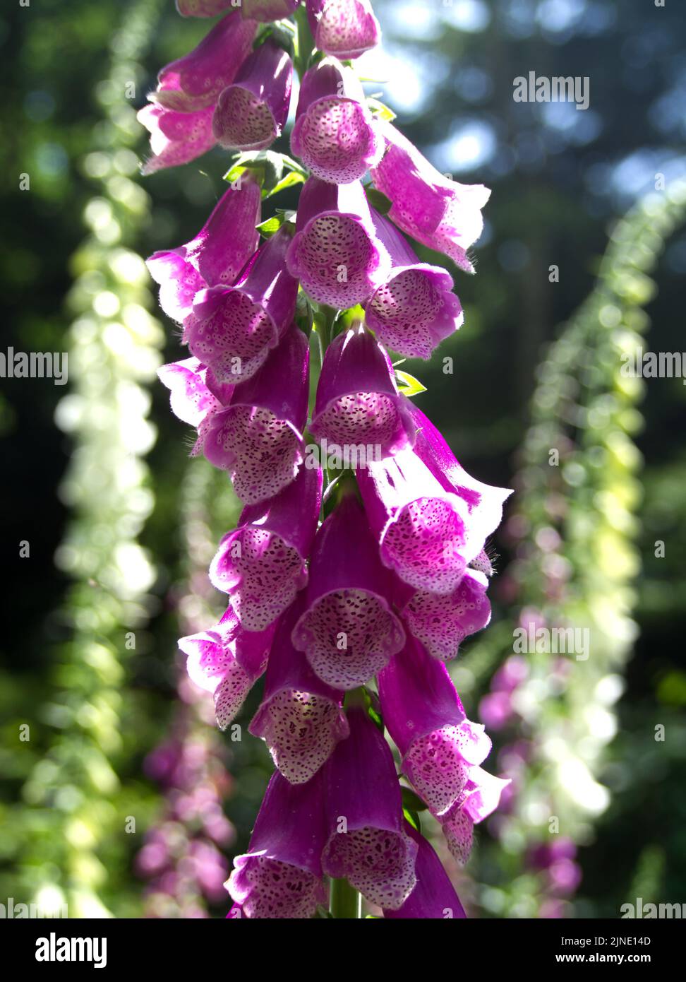 Purple foxglove close up with white foxgloves in the background July 2021 Stock Photo Alamy