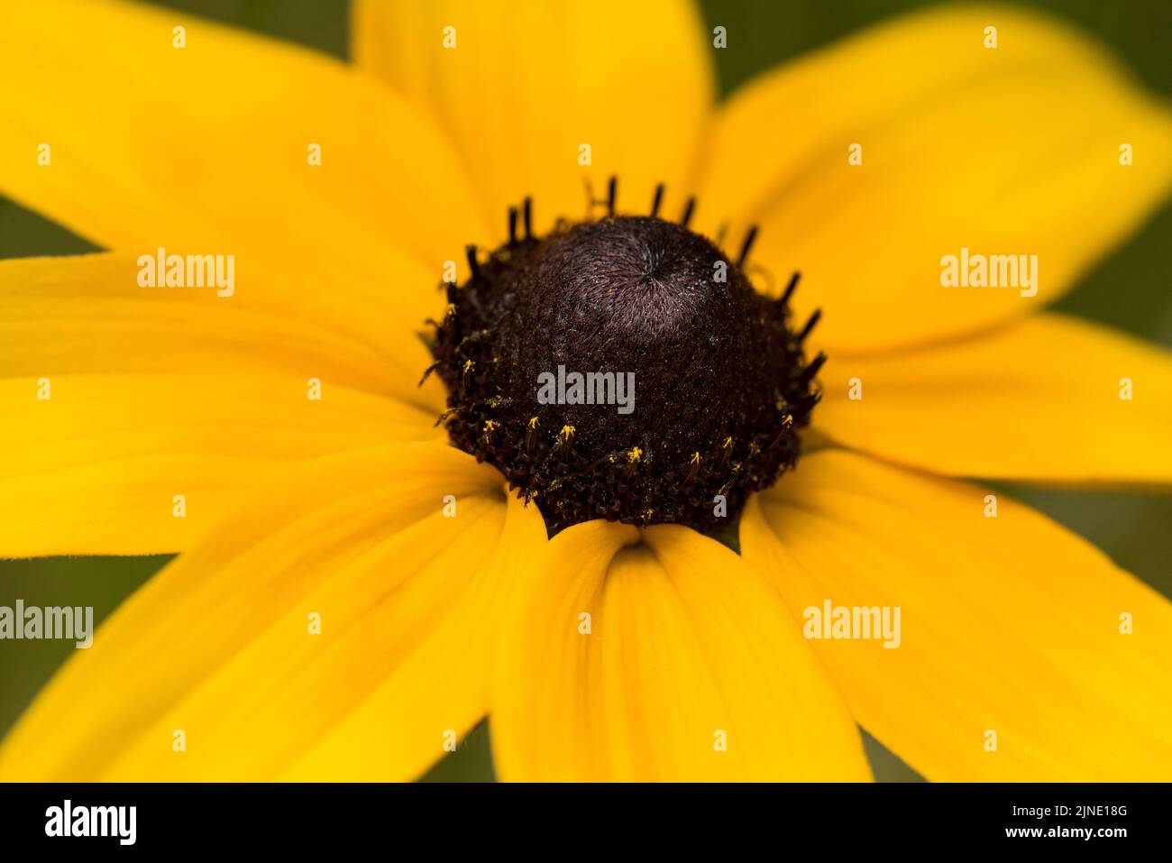 Close up of Black Eyed Susan - Rudbeckia Hirta in a wildflower meadow. AKA Golden Jerusalem, Brown Betty, English Bull’s Eye, and Yellow Ox-Eye Daisy. Stock Photo