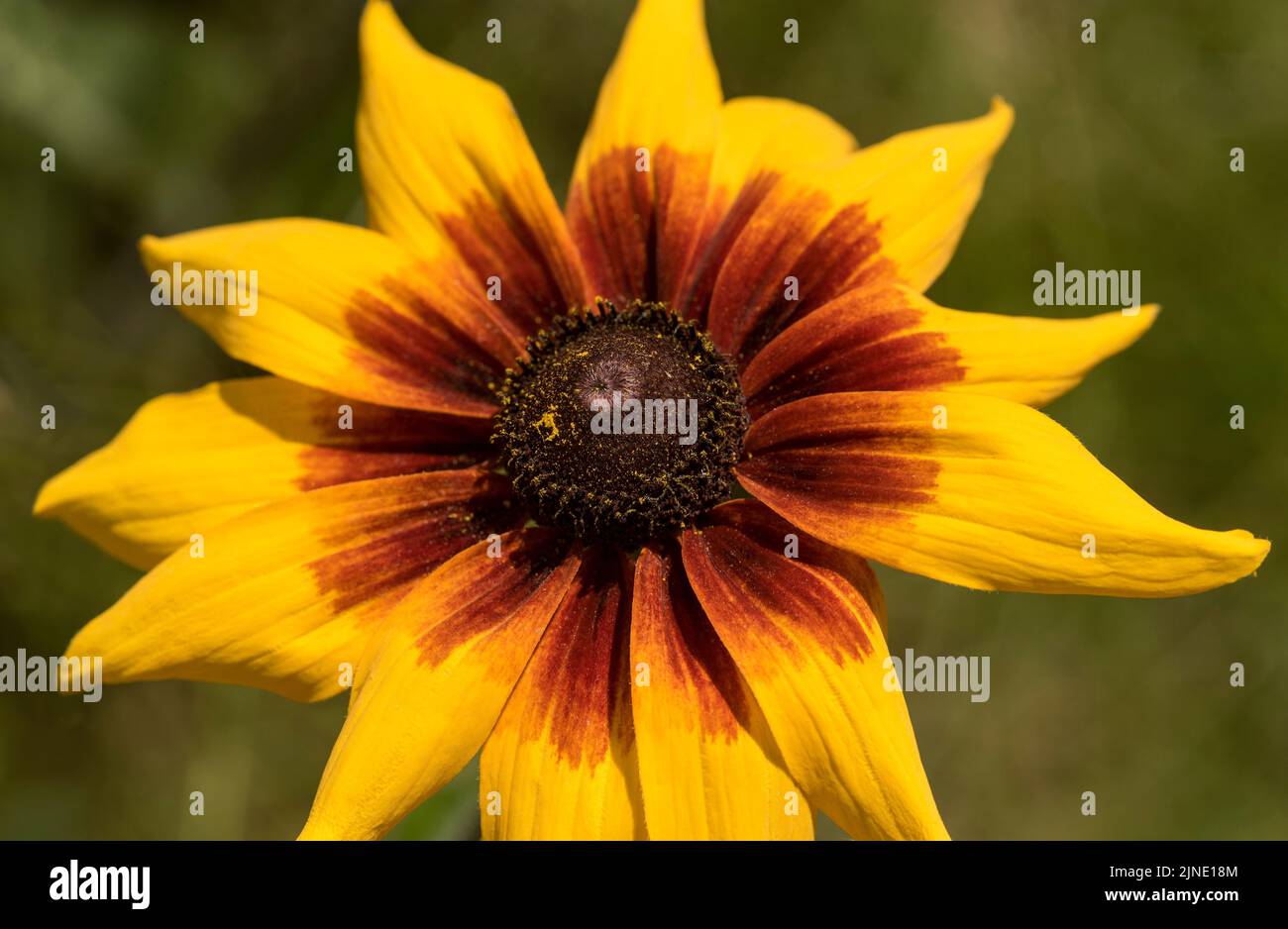 Close up of Black Eyed Susan - Rudbeckia Hirta in a wildflower meadow aka Brown eyed Susan. Stock Photo
