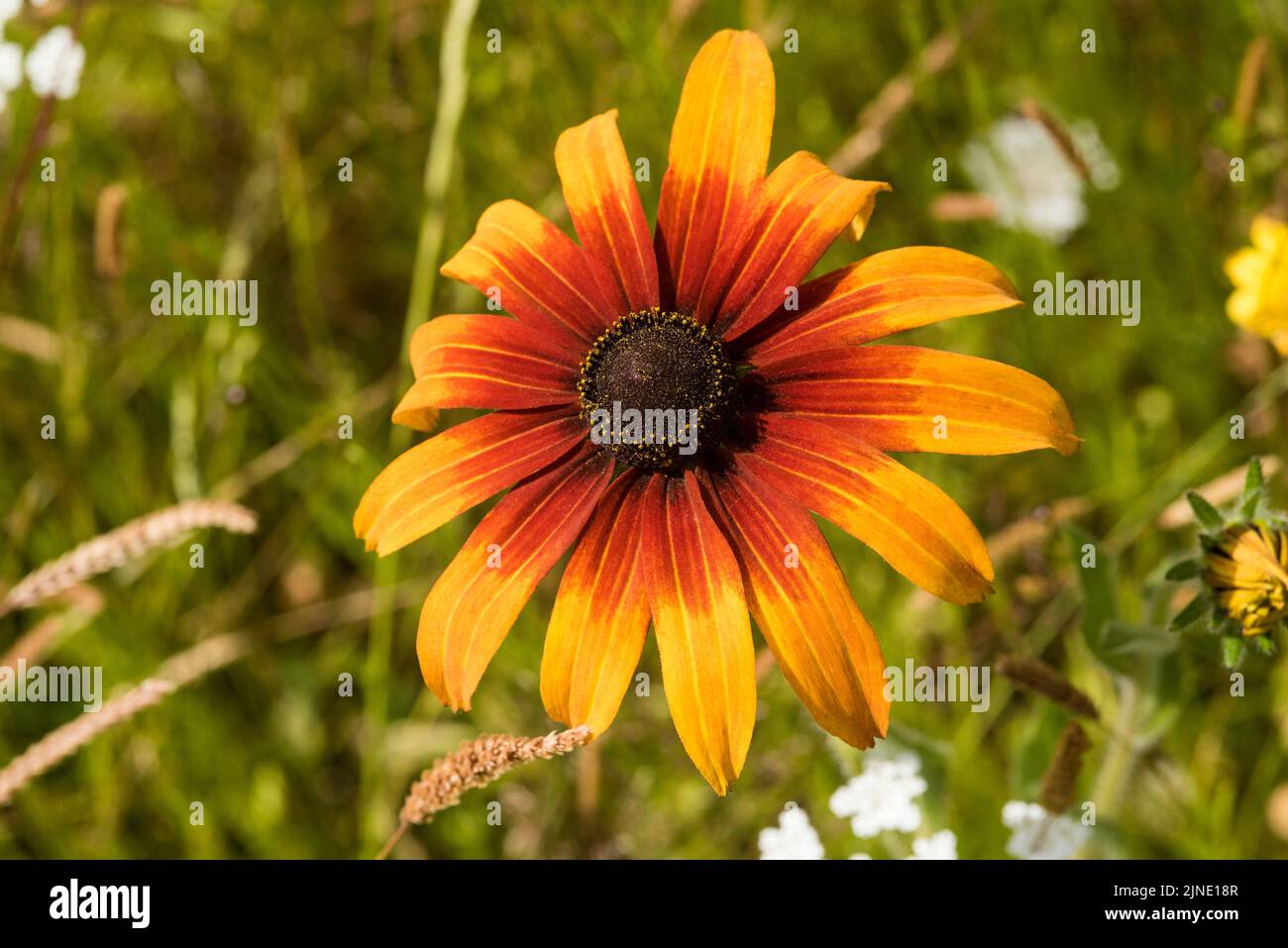 Close up of Black Eyed Susan - Rudbeckia Hirta in a wildflower meadow aka Brown eyed Susan. Stock Photo