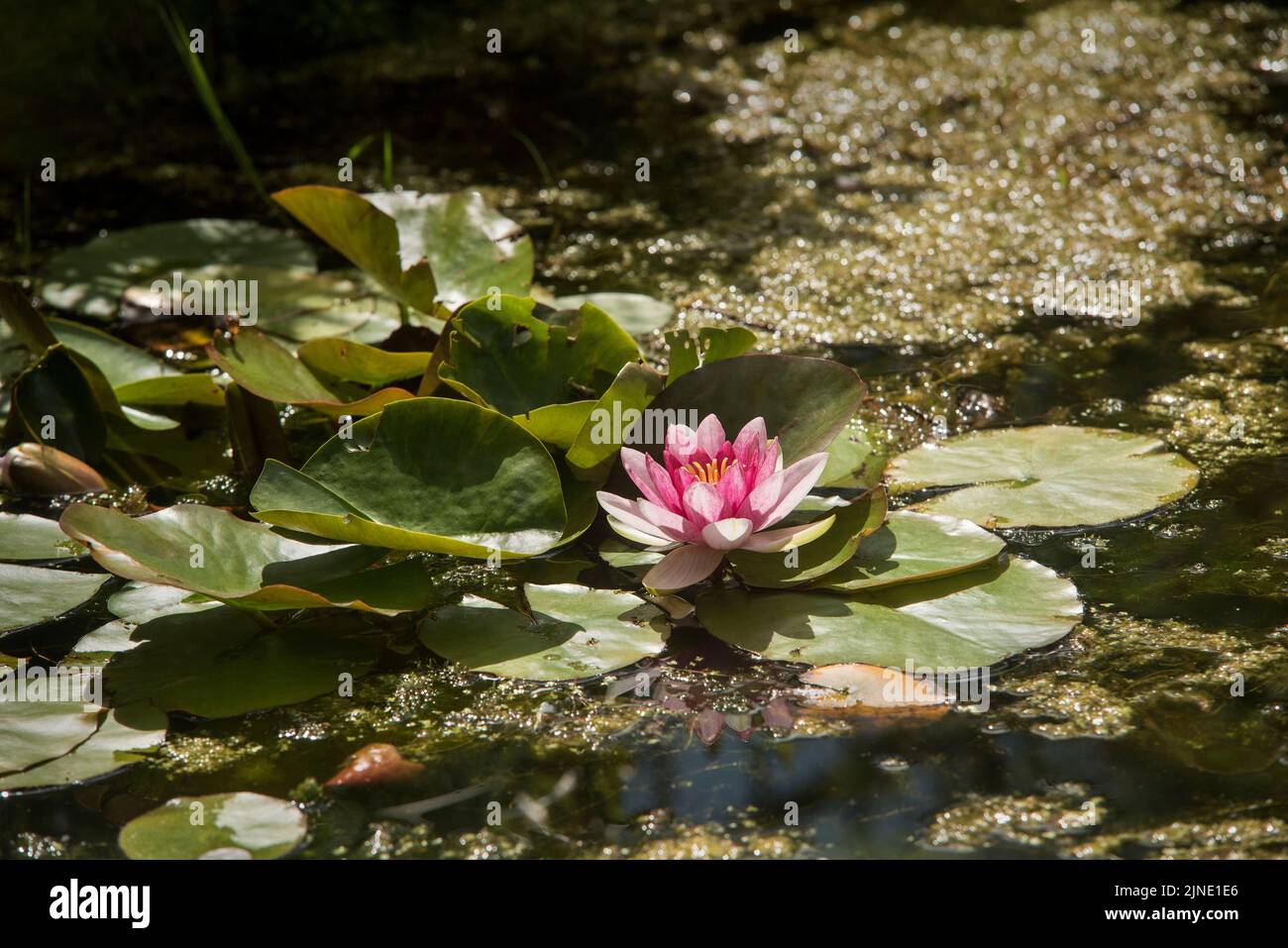 Red Waterlily - Nymphaea Attraction. Lotus flower. Flowers June - September. Stock Photo