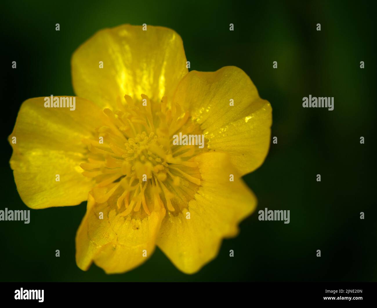 Hold buttercup under chin hires stock photography and images Alamy