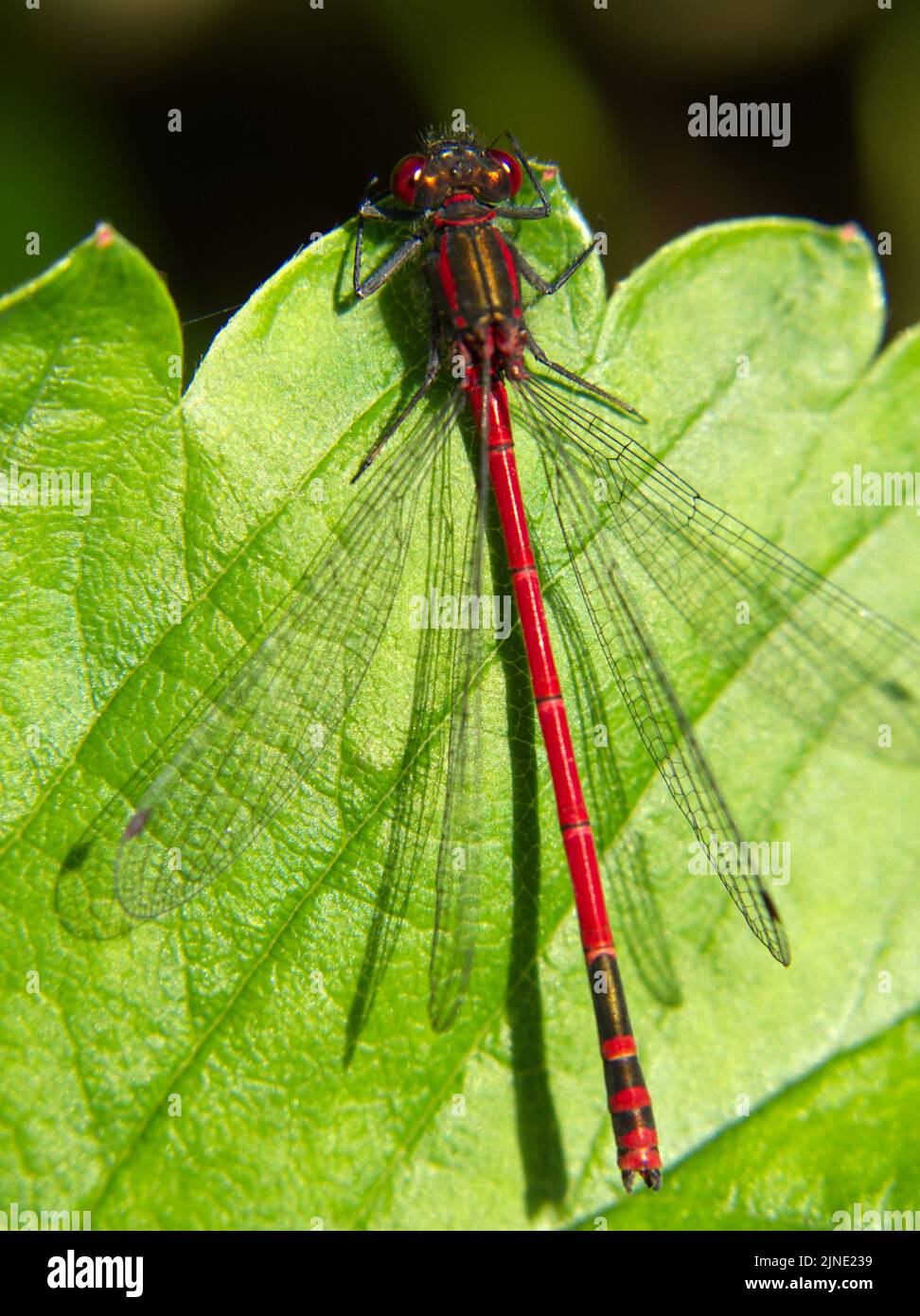 Large red damselfly resting on leaf June 2022 Stock Photo - Alamy