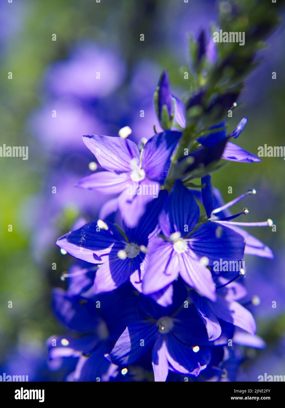 veronica blue flower in the sun June 2022 Stock Photo