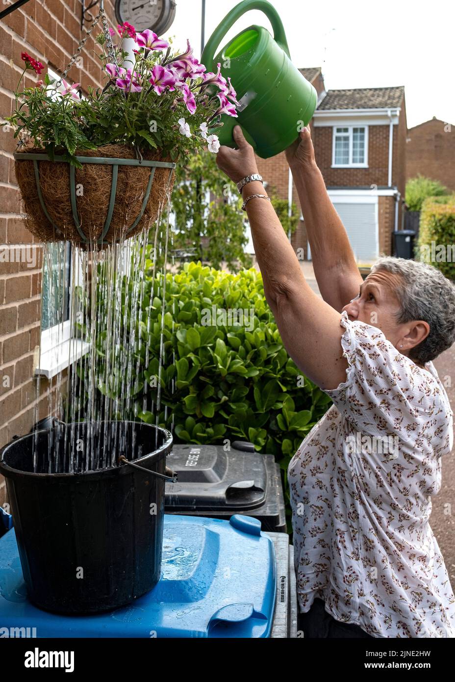 A lady finds a clever way to save water with watering can and bucket during a summer water shortage in west Sussex Stock Photo