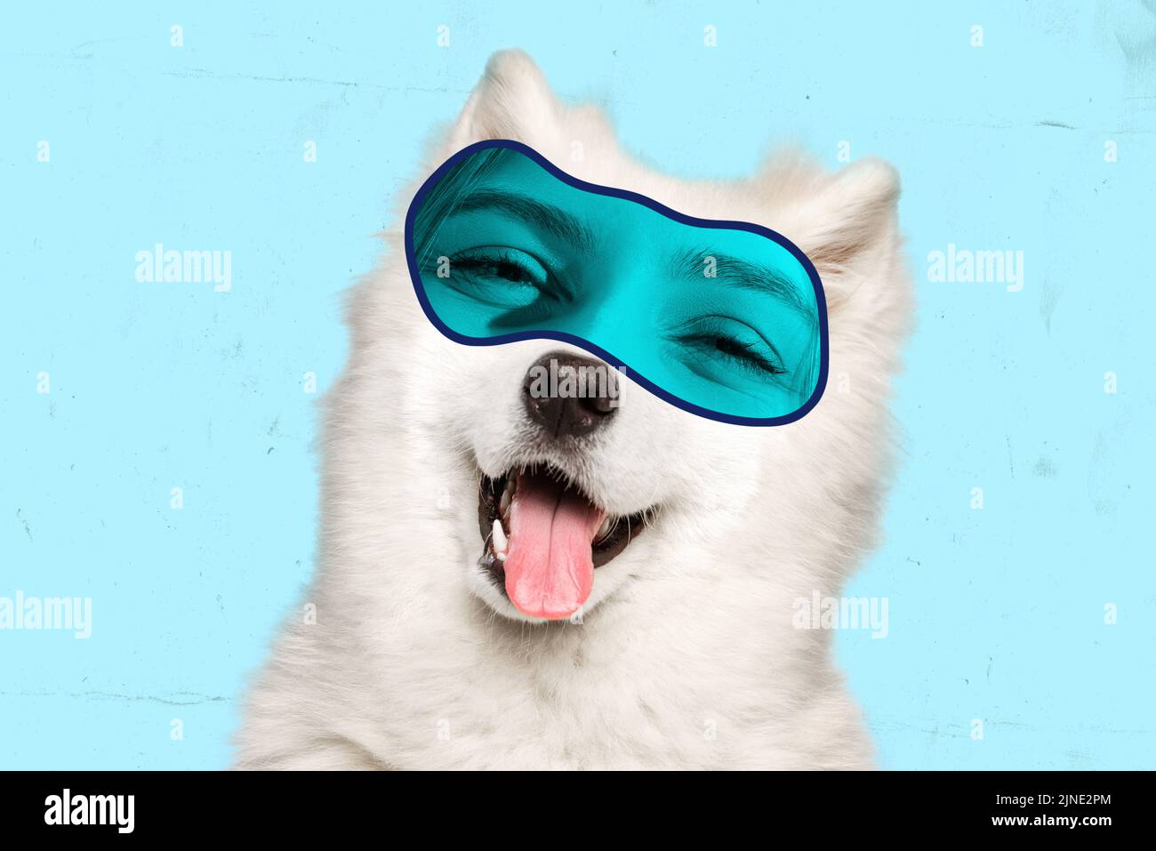 Cute little doggy, white husky with female eyes express satisfaction ...