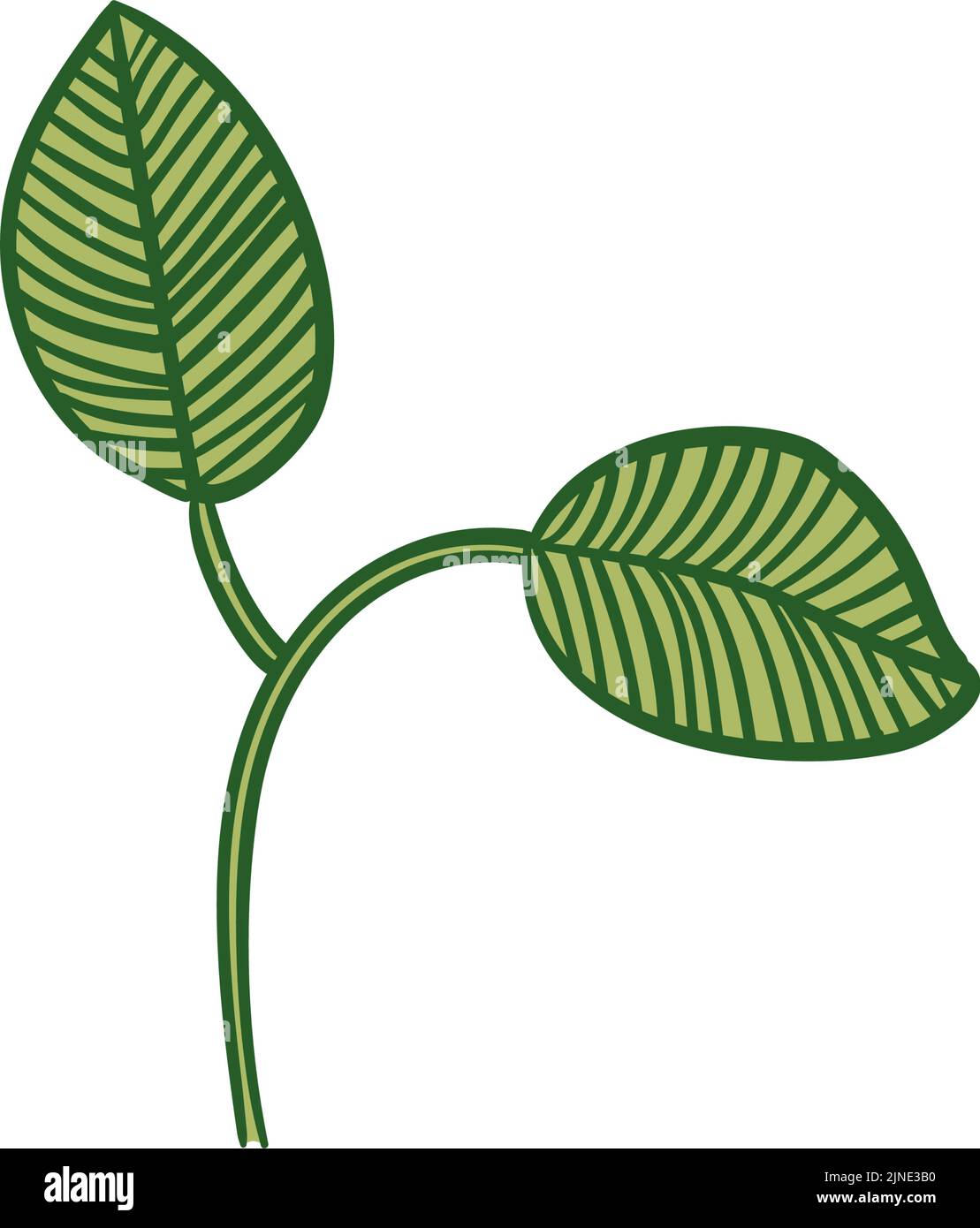 Botanical illustrations: leaves, veins, primitive images Stock Vector
