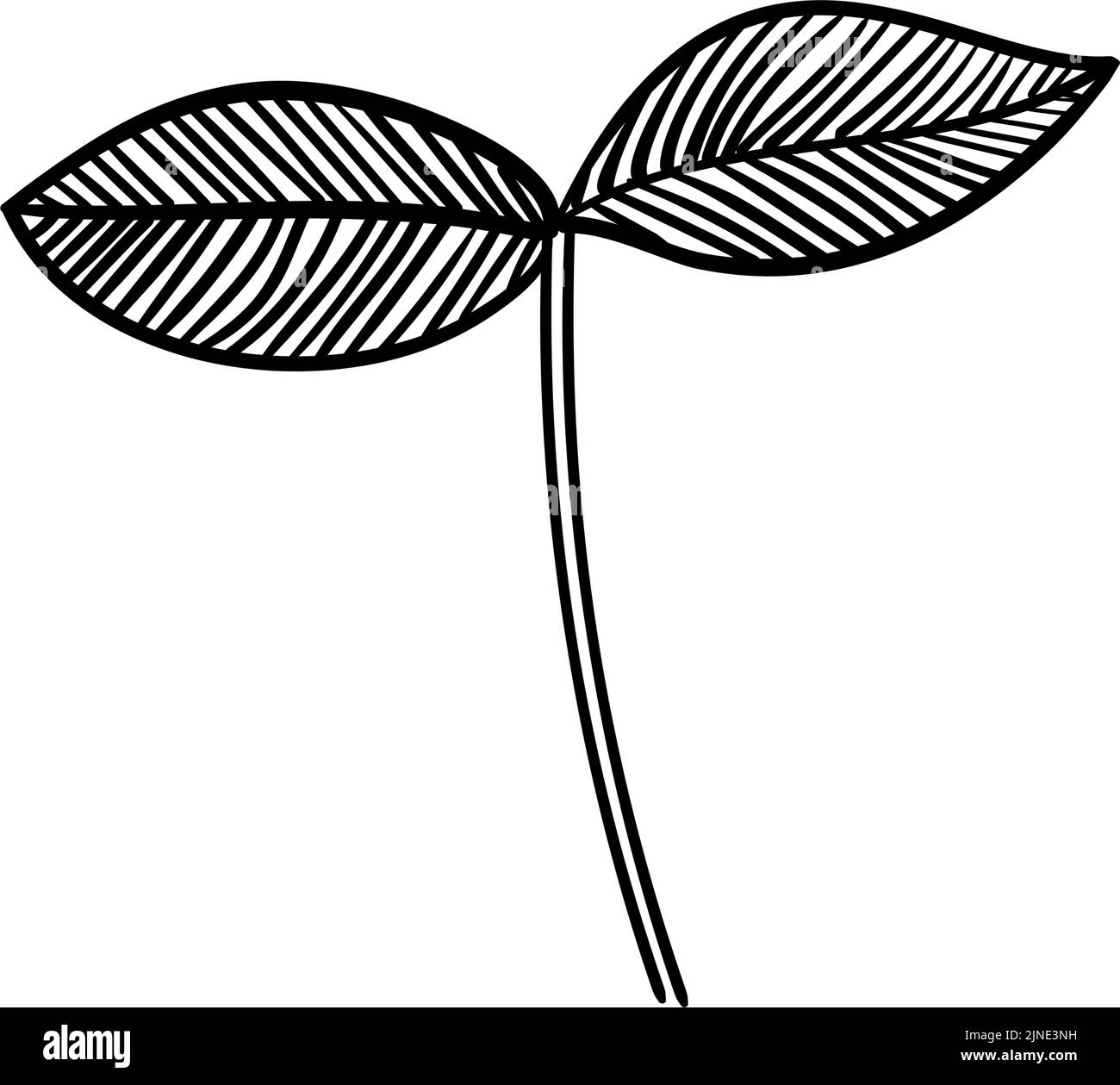 Antique Botanical Images Stock Vector Images Alamy