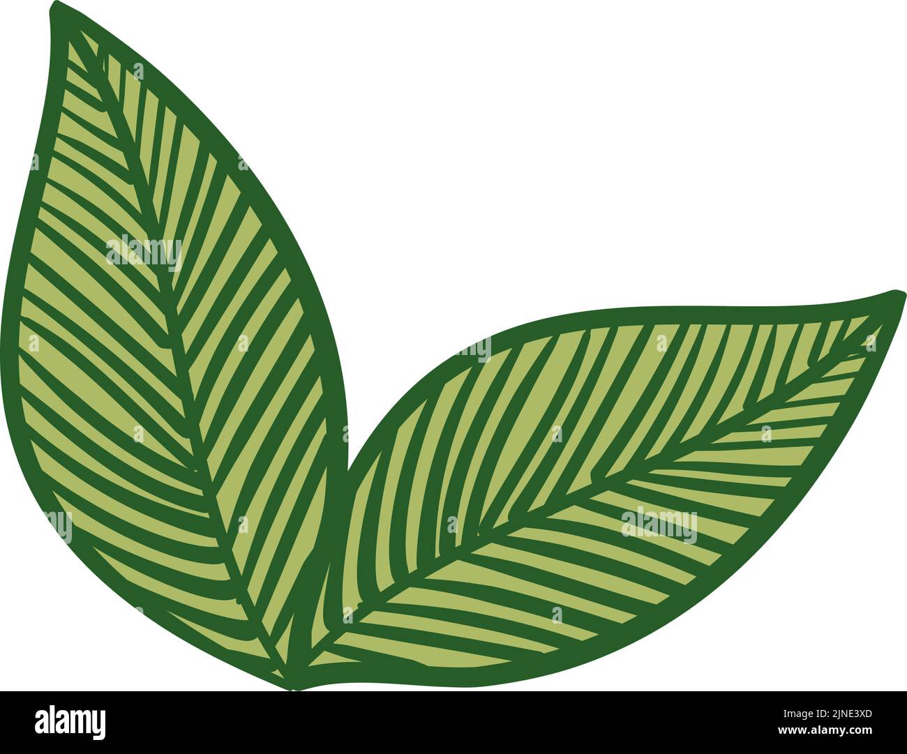 Botanical illustrations: leaves, veins, primitive images Stock Vector