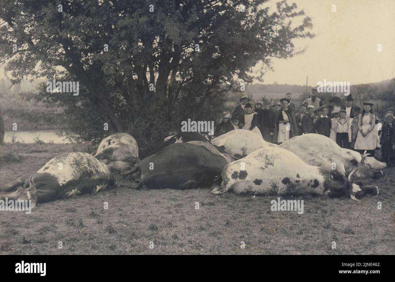 Historical Archive Image of cows killed by a lightning strike. Cattle, farm, farming. c1900s Stock Photo