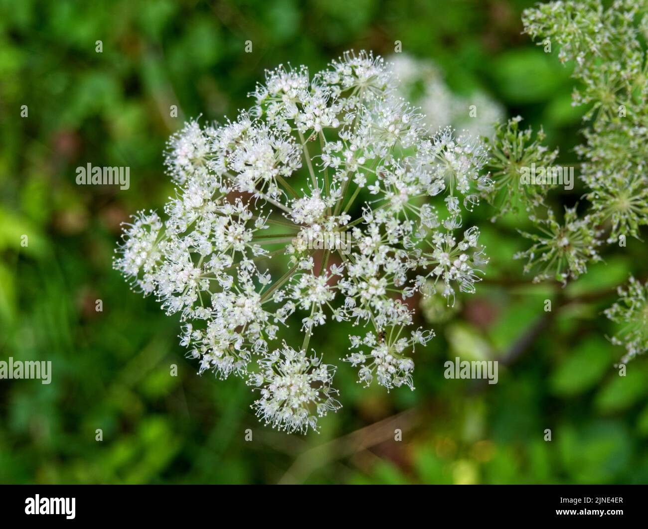 Wild carrot flower August 2021 Stock Photo