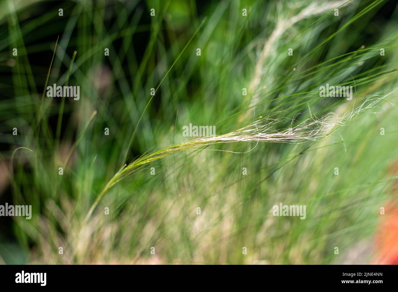 Summer grass and the polen pollen of summer grasses can be a cause of
