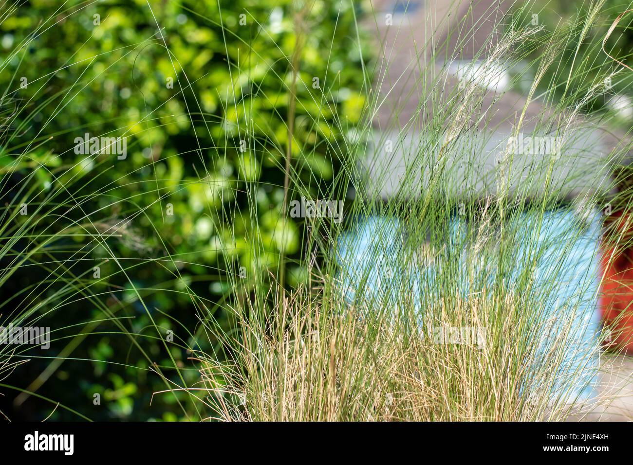 Summer grass and the polen pollen of summer grasses can be a cause of