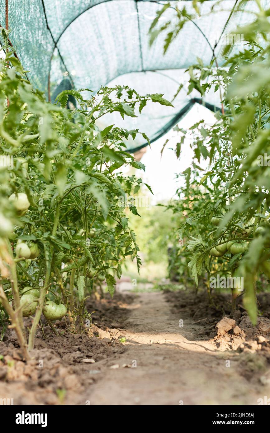 tomato vine plants growing in garden Stock Photo Alamy