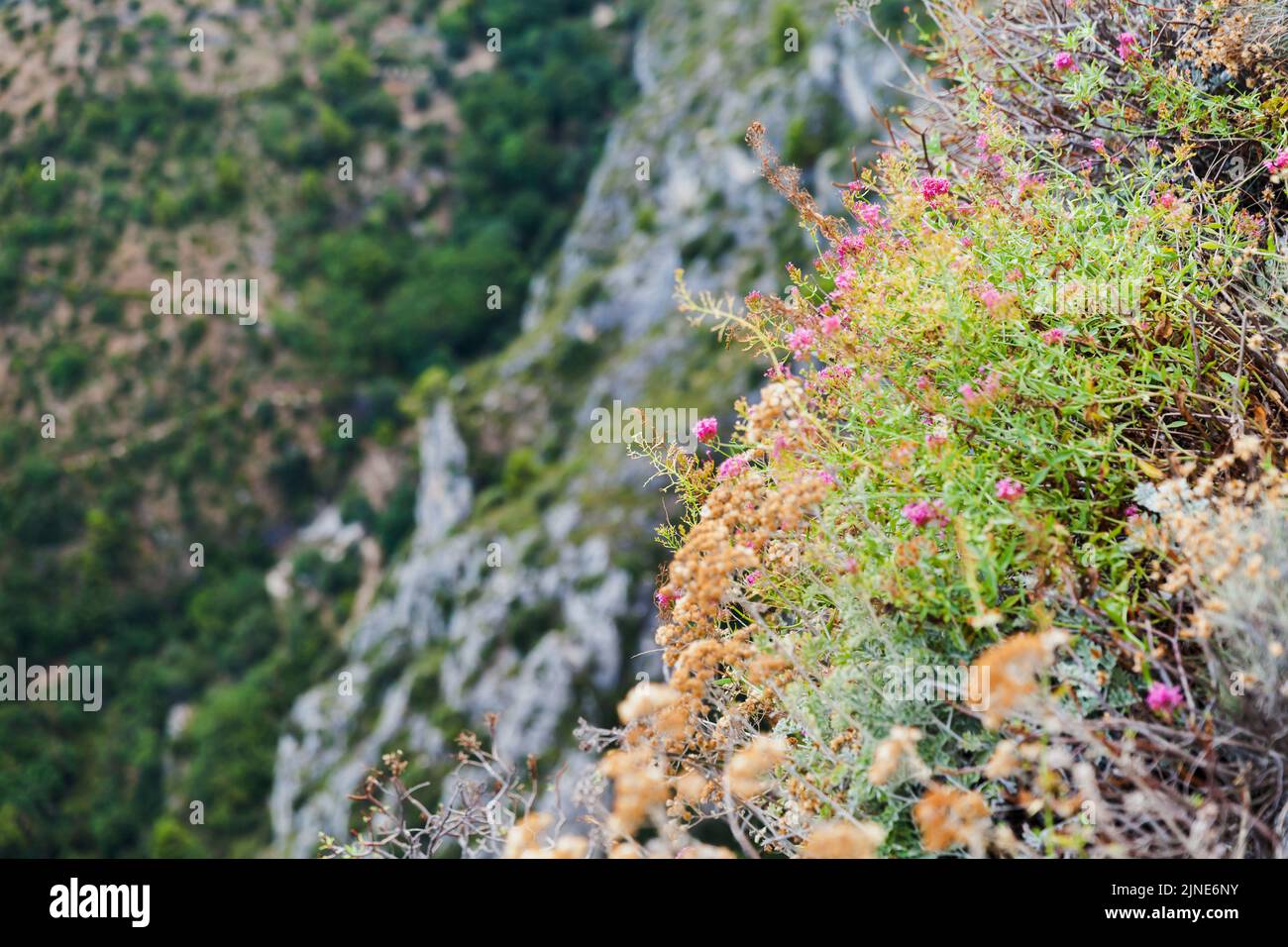 Mountain landscape with wild flowers on rocks. Eze, Alpes-Maritimes, France Stock Photo