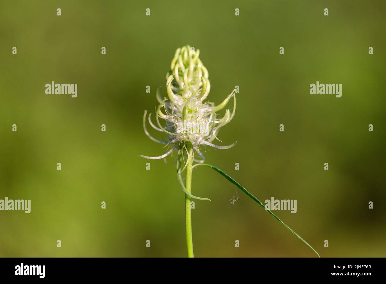 Phyteuma spicatum, the spiked rampion, is a plant in the Campanulaceae family. Phyteuma spicatum flowers, closeup. Stock Photo