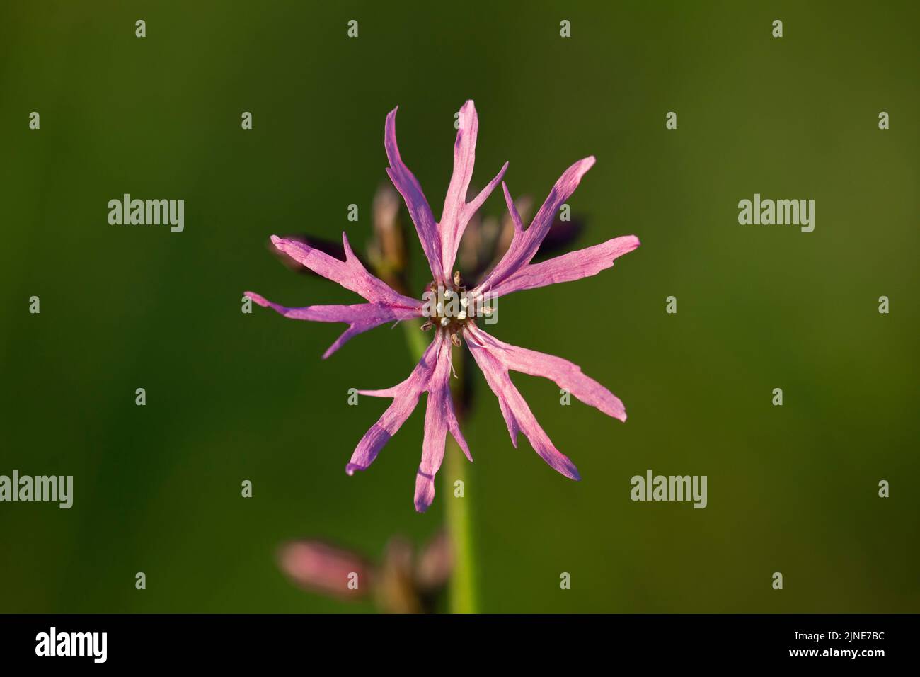 Silene flos-cuculi (Lychnis flos-cuculi), commonly called ragged-robin, is a perennial herbaceous plant in the family Caryophyllaceae. Lychnis flos-cu Stock Photo