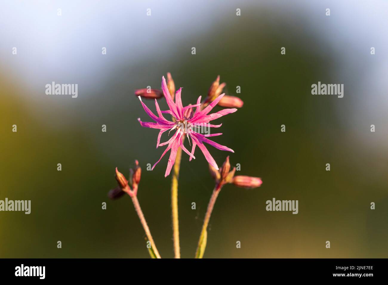 Silene flos-cuculi (Lychnis flos-cuculi), commonly called ragged-robin, is a perennial herbaceous plant in the family Caryophyllaceae. Lychnis flos-cu Stock Photo