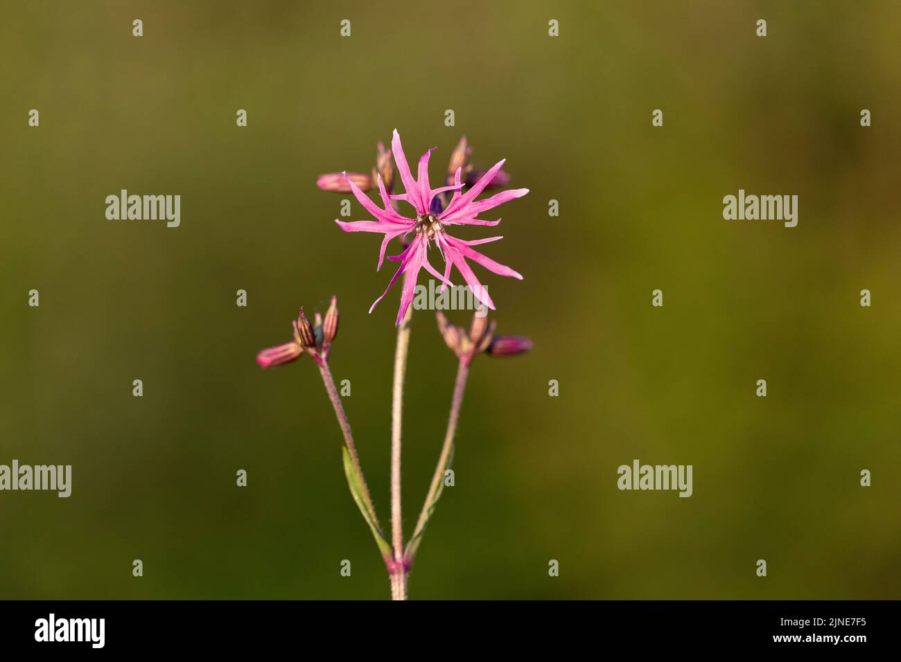 Silene flos-cuculi (Lychnis flos-cuculi), commonly called ragged-robin, is a perennial herbaceous plant in the family Caryophyllaceae. Lychnis flos-cu Stock Photo