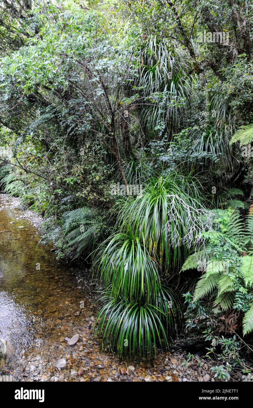 Thick vegetation in the rain forest on the west coast of South Island