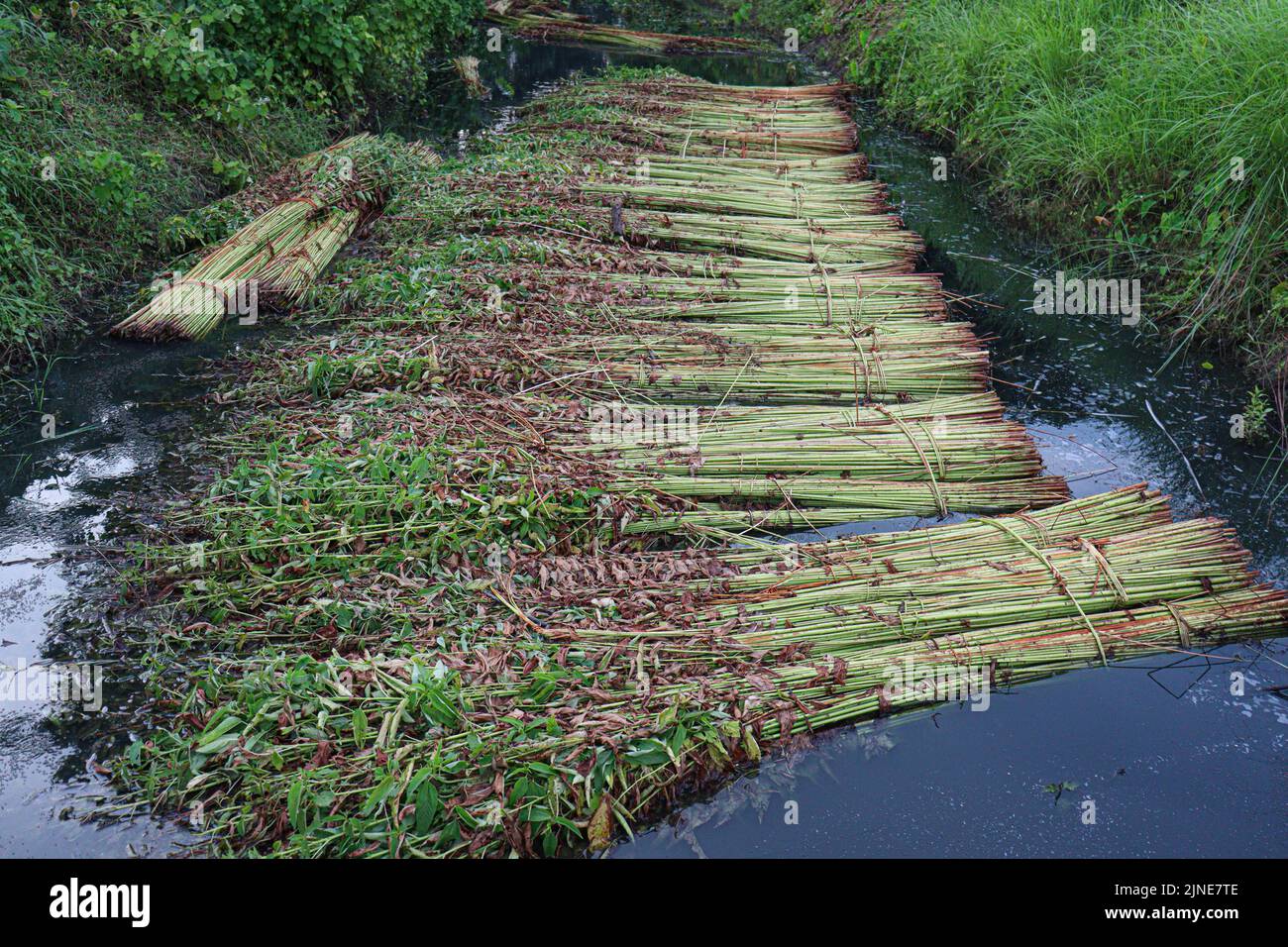 green raw jute tree farm on field for harvest Stock Photo Alamy