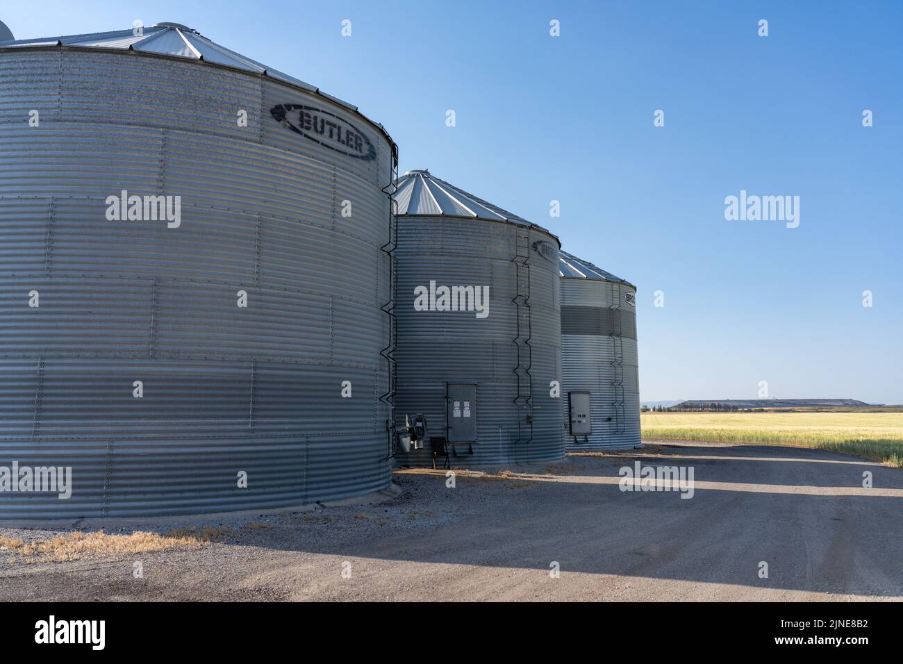 Metal grain storage bins next to a field of wheat growing near Soda