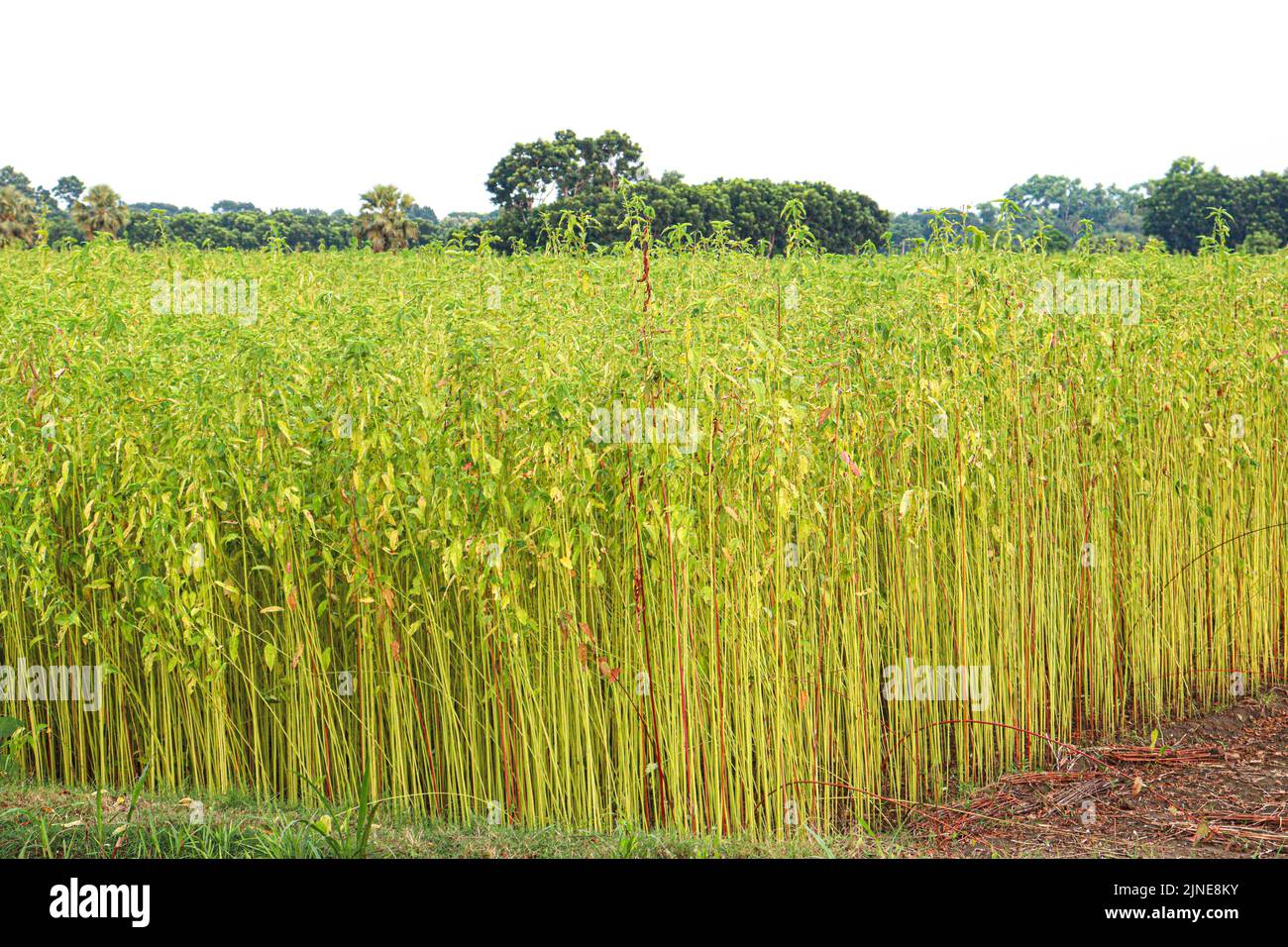 Jute tree hi-res stock photography and images - Alamy