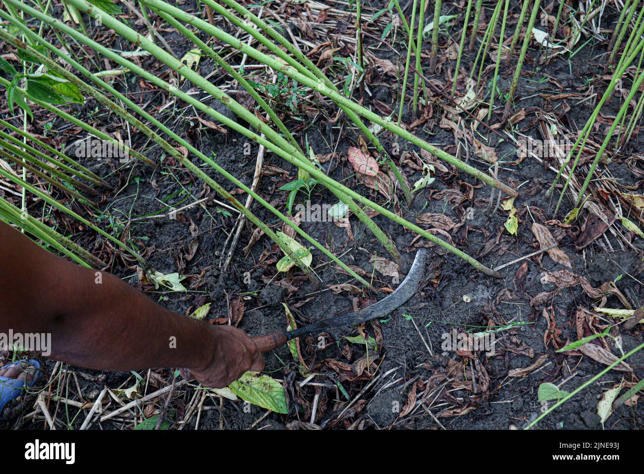 green raw jute tree farm on field for harvest Stock Photo Alamy