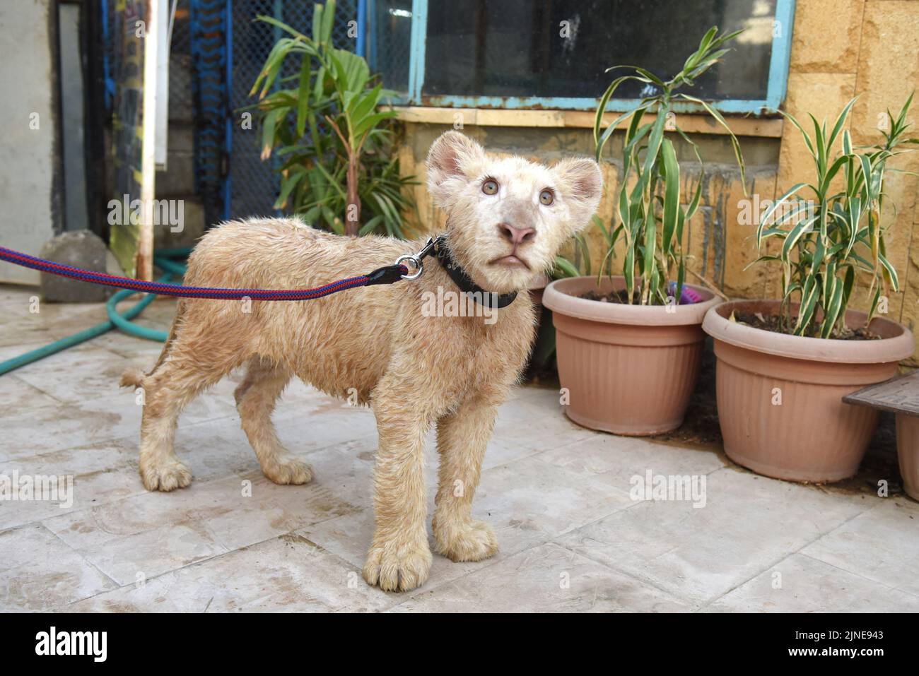 Exotic animals kept in a private zoo in Karachi Stock Photo